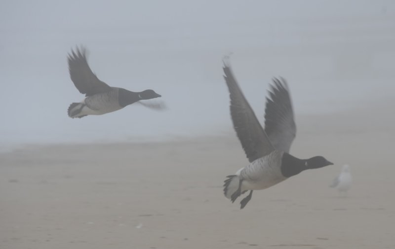 geese in fog 115.jpg