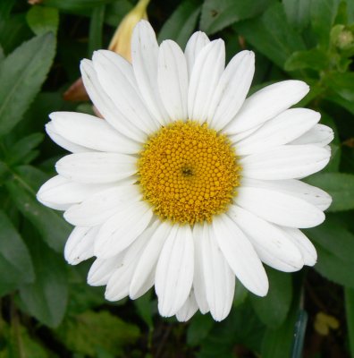 shasta daisy.tif