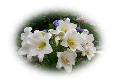 lilies.tif