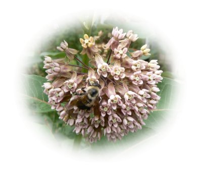 milkweed.tif