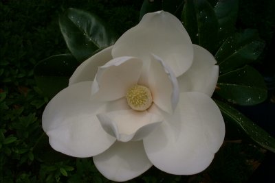 magnolia 3.tif