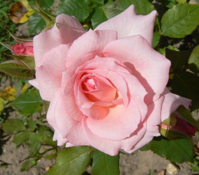 pink rose.tif