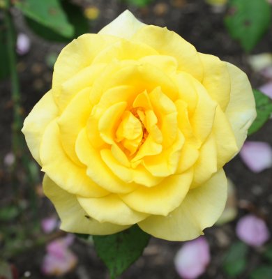yellow rose.tif