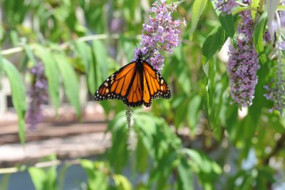 Monarch and butterfly bush.tif