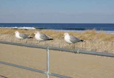 gulls on rail in sun 2.tif