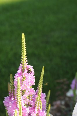 obedience plant and bees 2.jpg