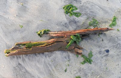driftwood 2.jpg