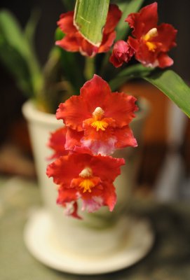 orchid beauty 2.jpg