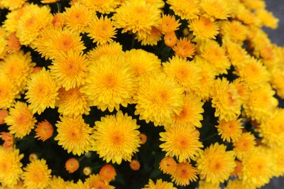 chrysanthium 2.jpg