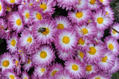 pink chrysanthium and bee 2.jpg