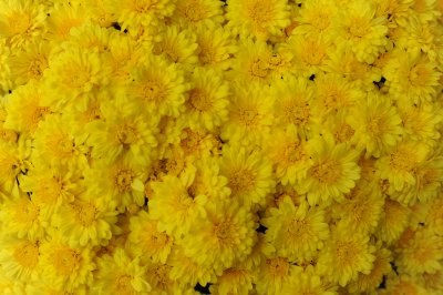 yellow chrysanthimums 2.jpg