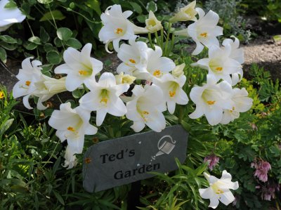 ted's garden.jpg