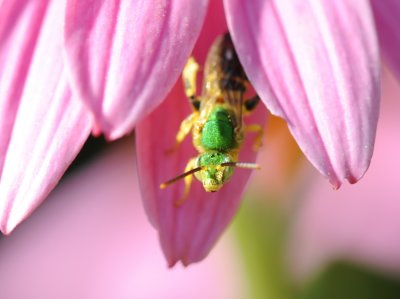 green bug.jpg