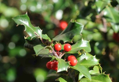 Oct holly berries.jpg