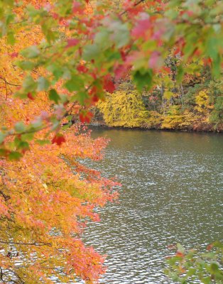 fall foliage.jpg