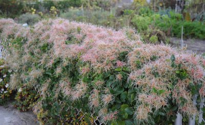 autunm clematis going to seed.jpg