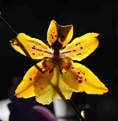 sunny orchid.jpg