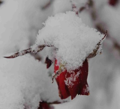 snowy rose bud.jpg