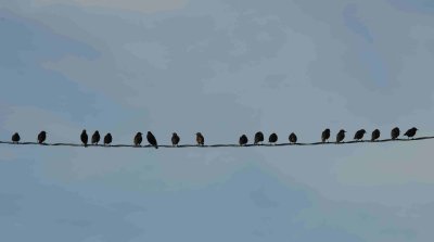I hear there is birdseed at Barbaras.jpg