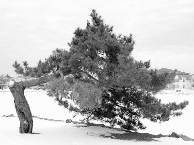 tree BW 024.jpg