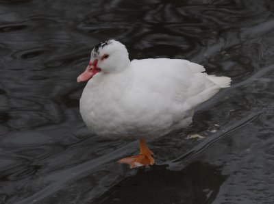 winter visitor to Fletcher lake 017.jpg