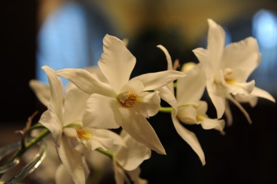 January orchid 048.jpg