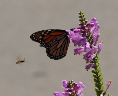 butterfly and bee