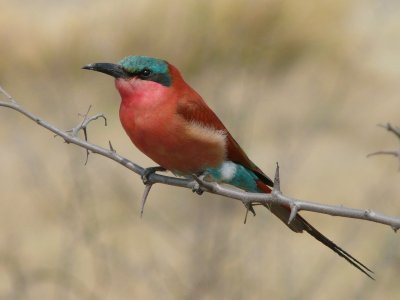 CarmineBeeEater.jpg