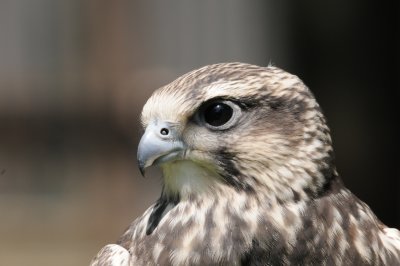 DSC_2827.JPG