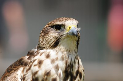 DSC_2839.JPG