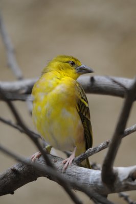 DSC_0977.JPG