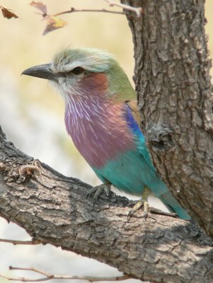 GabelrackeII.jpg