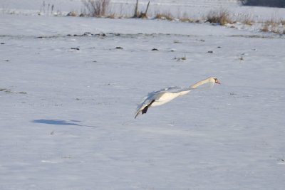 DSC_1011.JPG