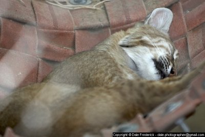 The bobcat is always napping