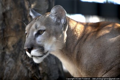 Ghost of the Rockies, the Cougar, Mountain Lion