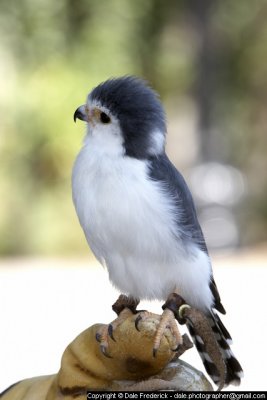 Pygmy Falcon from Africa