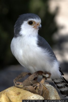 Pygmy Falcon from Africa