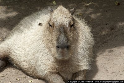 An Apybara, the world's largest rodent