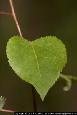 100704_173329.jpg