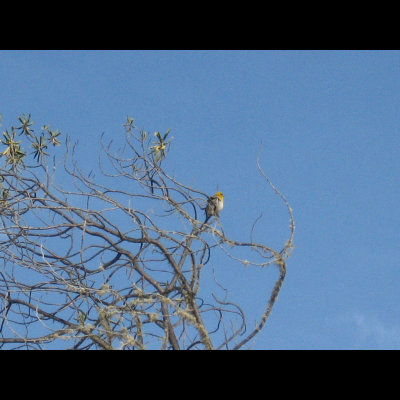 click for... Bird watching tour