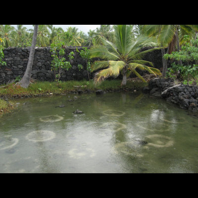 fish pond for the chief (alii)