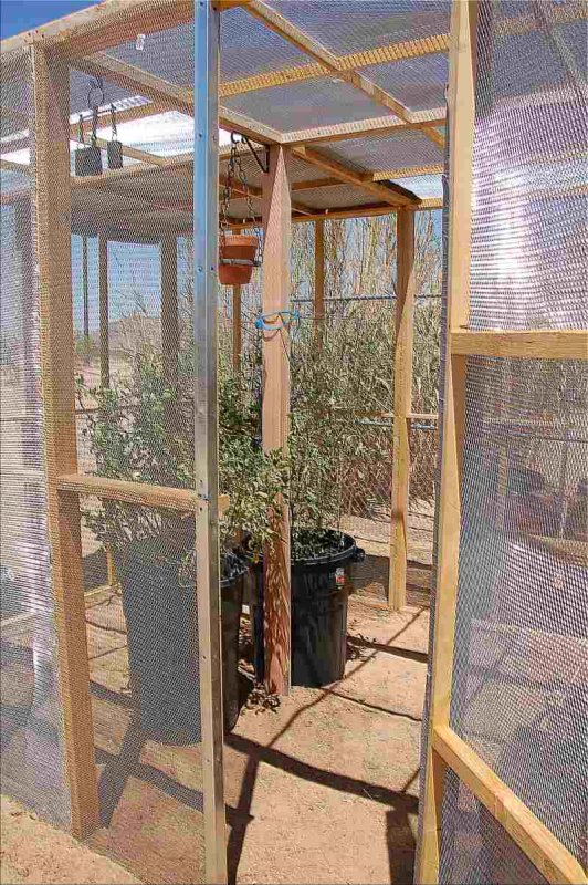 August 09 Tomato Cage  To  Summer Greenhouse