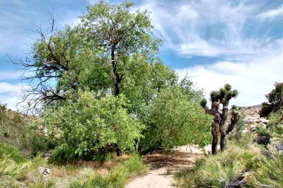 Old Tree At The Spring.