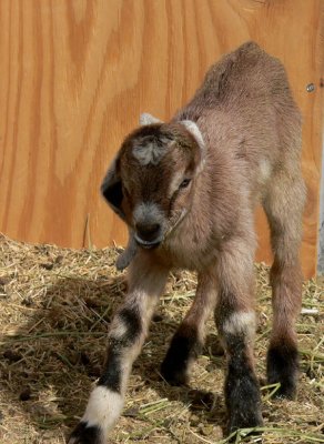  Kenyas Buckling Just Hours  Old