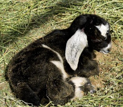 Kenyas Doeling just Hours old