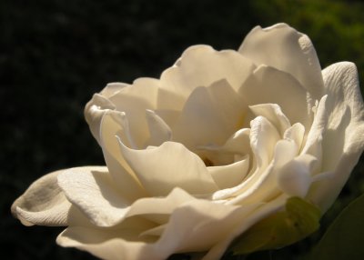 Focus on Gardenias