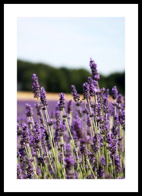 Lavender Field