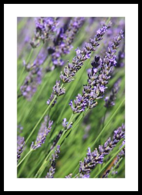 Lavender Field