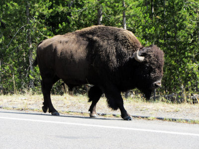 Yellowstone National Park 9.16-17.2012