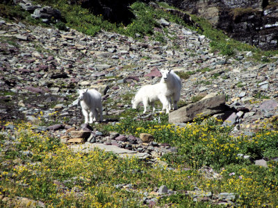 Mountain Goat